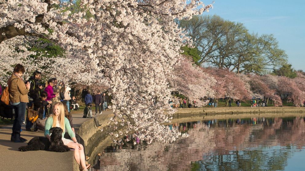National Cherry Blossom Festival Stunning Photos Of Trees In Bloom 