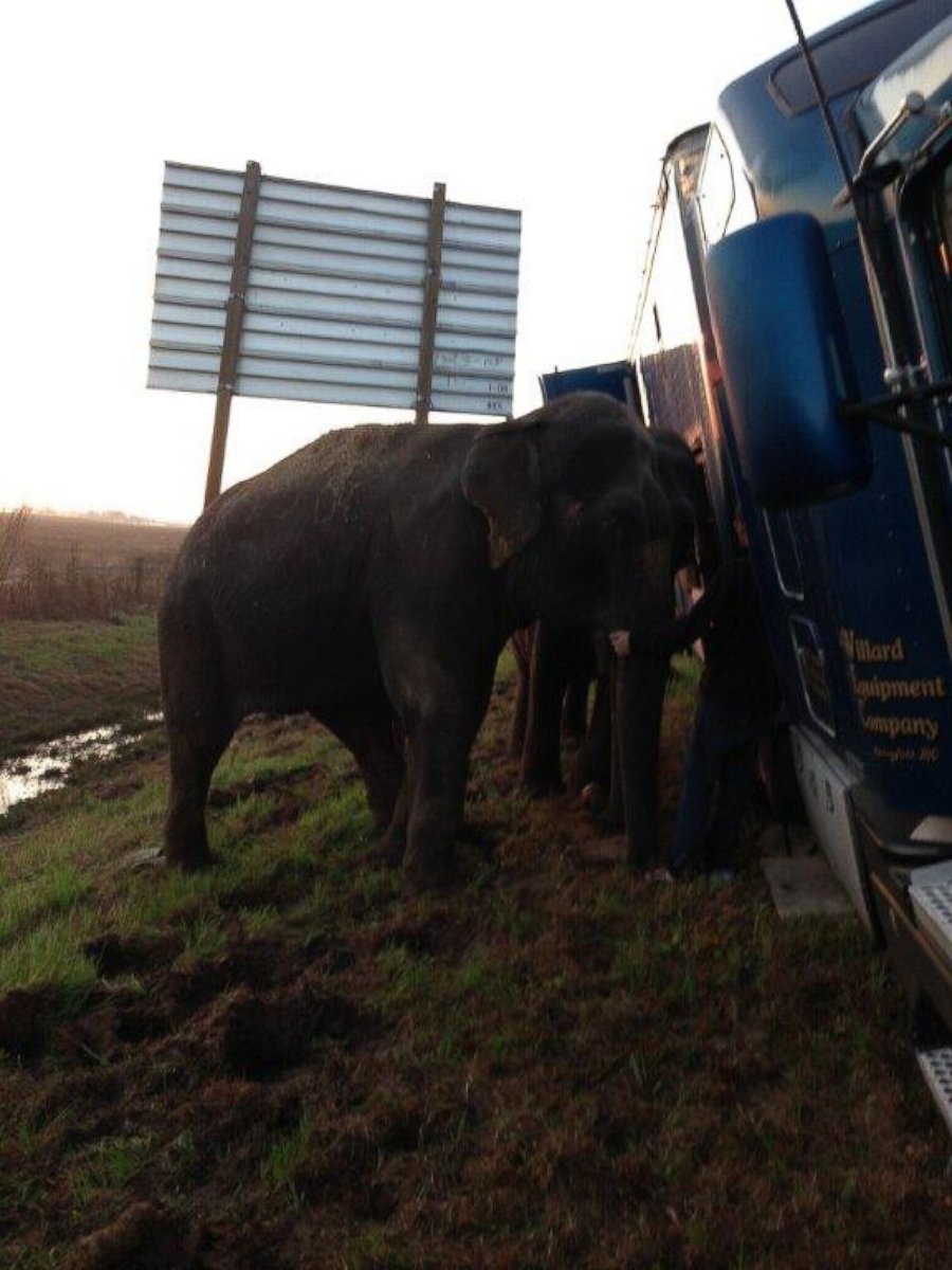 PHOTO: Two elephants kept a stranded 18-wheeler from overturning after it became stranded on on Interstate 49 in Natchitoches Parish, Louisiana, Tuesday, March 24, 2015.