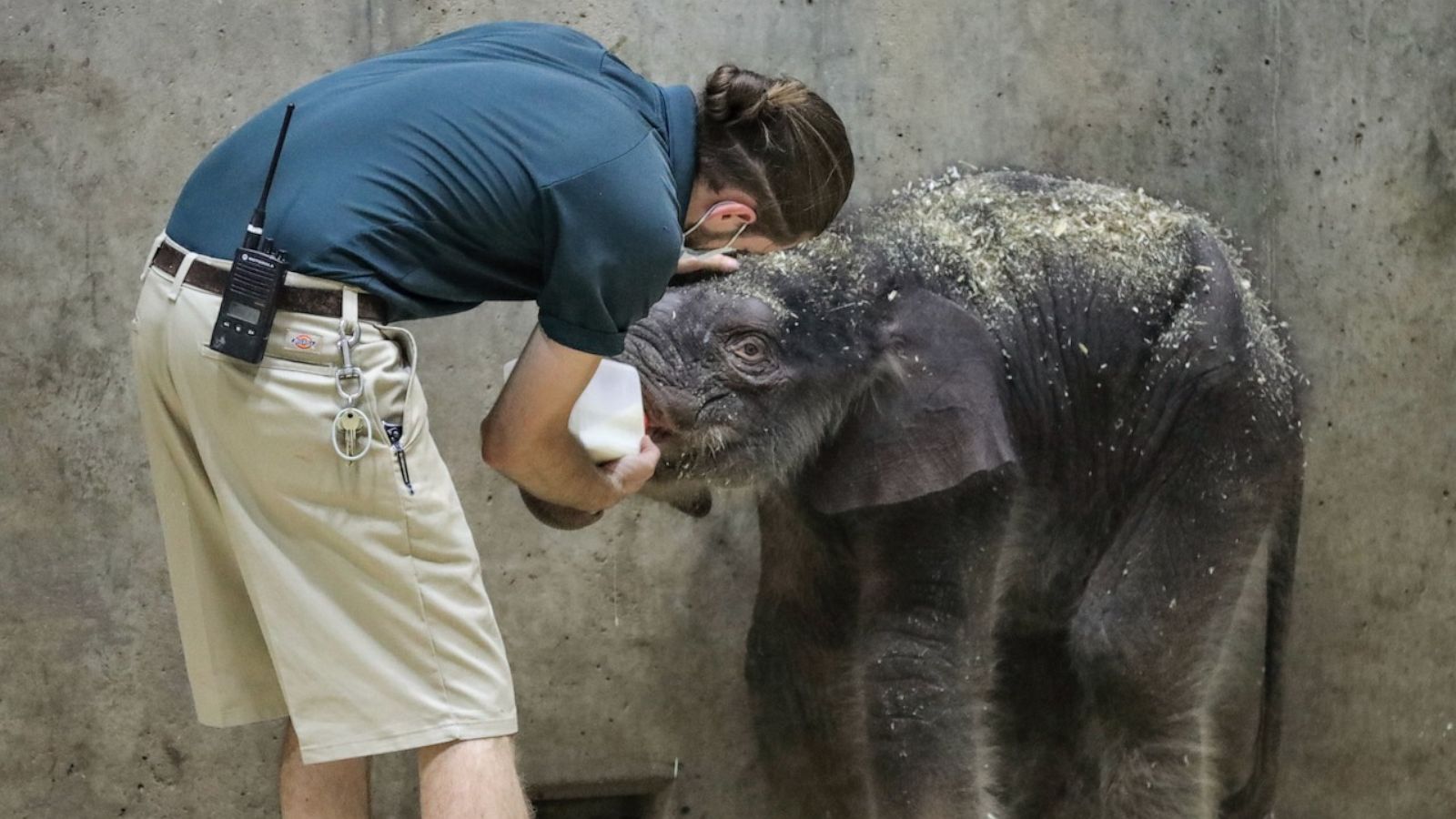 Saint Louis Zoo elephant Donna dies after tumor diagnosis