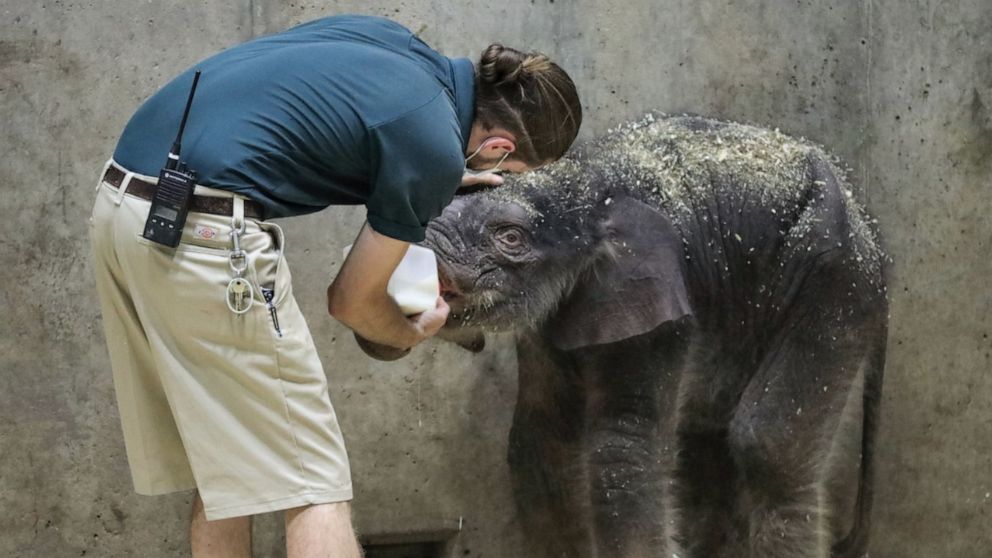 PHOTO: The Saint Louis Zoo is saddened to announce that the male Asian elephant calf born on July 6, 2020, has died. The decision to humanely euthanize the calf was made and he passed away peacefully this morning, August 2, 2020.