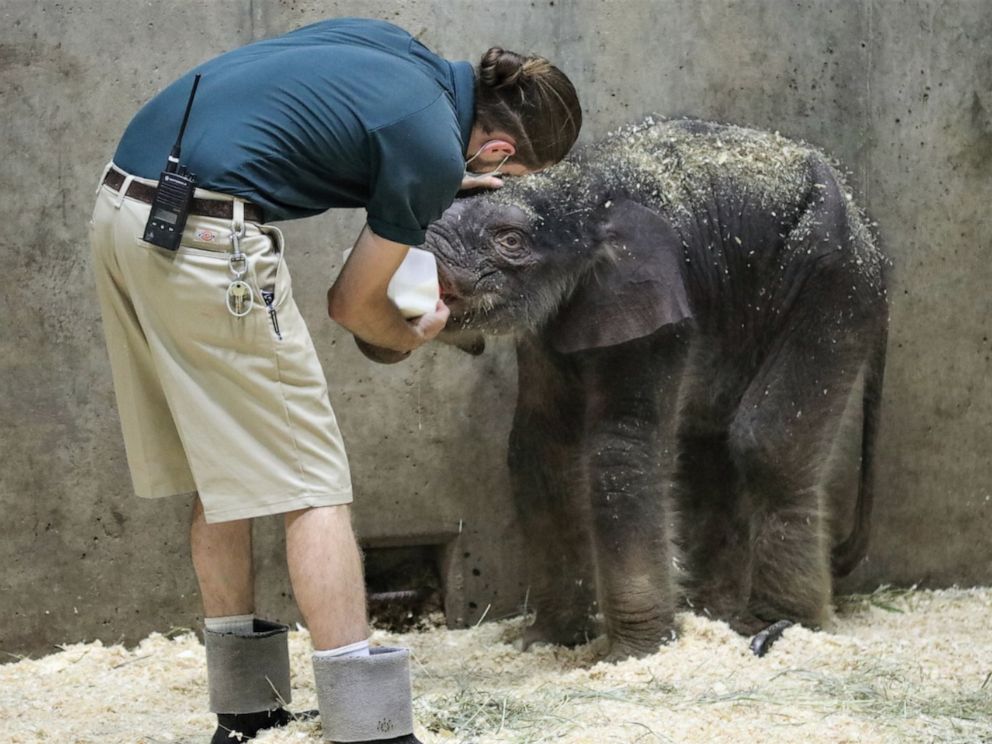 PHOTO: The Saint Louis Zoo is saddened to announce that the male Asian elephant calf born on July 6, 2020, has died. The decision to humanely euthanize the calf was made and he passed away peacefully this morning, August 2, 2020.