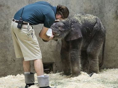 27-day-old elephant with developmental impairments dies at zoo