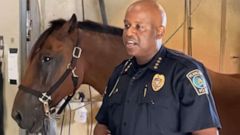 Police horse recovering after being struck by drunk driver for second time in career