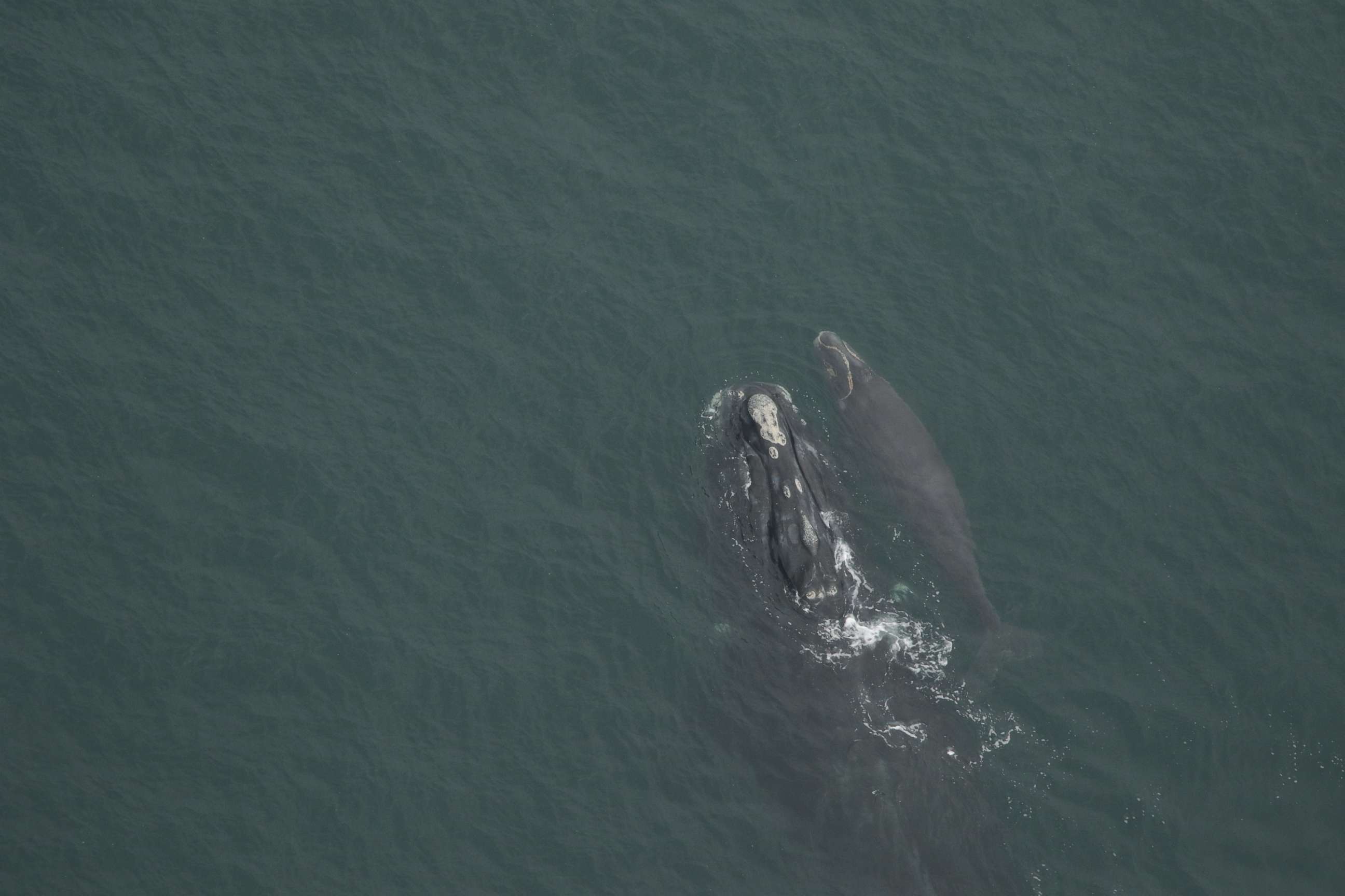 PHOTO: Eleven calves of the critically endangered North Atlantic right whales have been spotted off the East Coast this calving season.
