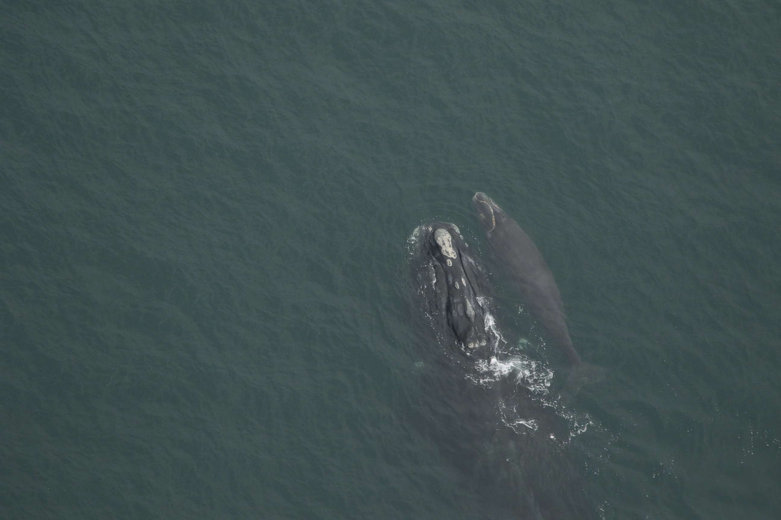 North Atlantic Right Whale Calf Stranded Dead in Florida