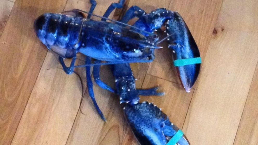 Lobsters Don't Normally Look Like This