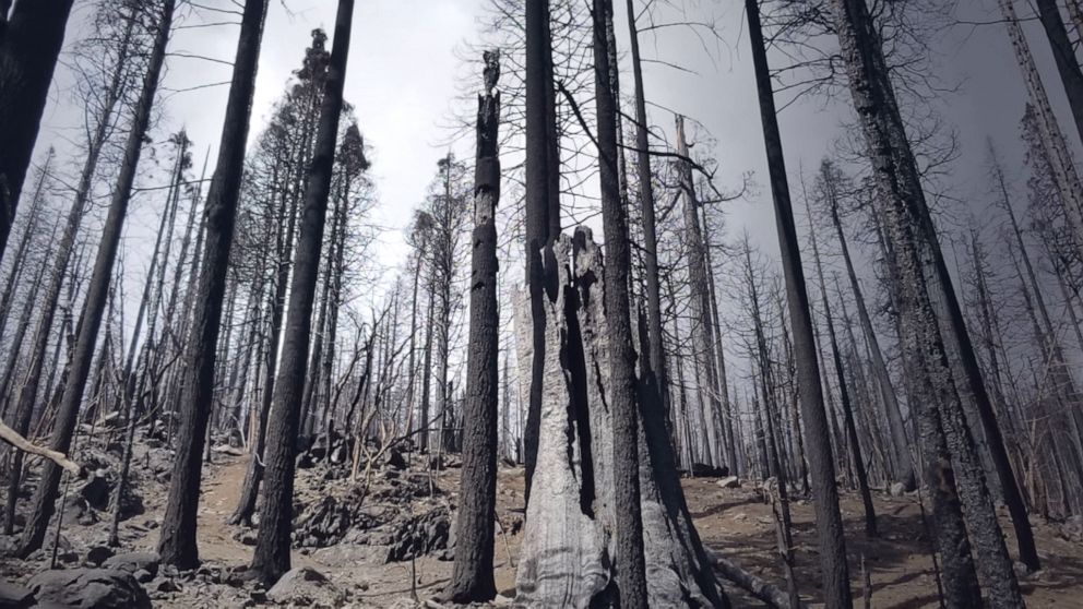 PHOTO: Increasingly dry conditions due to climate change are threatening the sequoia trees in California, which only grow on the western slopes of the Sierra Nevada Mountains. 