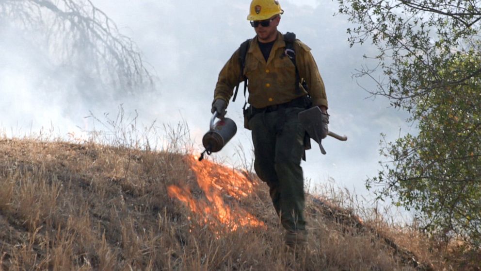 PHOTO: A firefighter performs a prescribed burn on smaller vegetation in California's forests as part of an effort to prevent wildfires from using the plants as fuel and climbing their way up to the taller trees. 