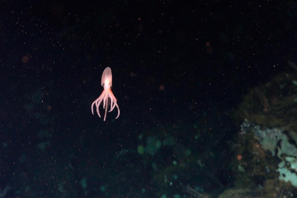 4 new species of deep-sea octopus discovered near Costa Rica - ABC News