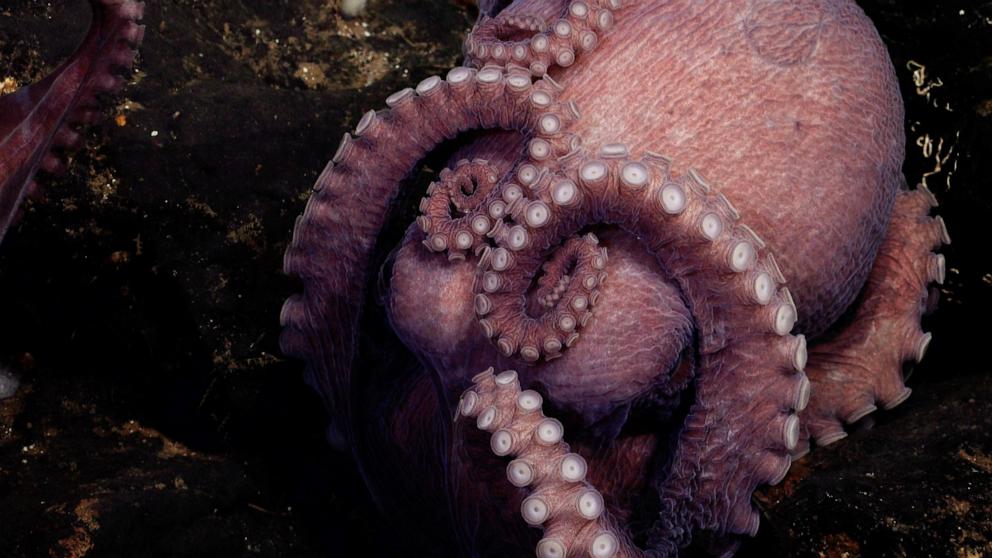 PHOTO: A mother octopus broods her eggs near a small outcrop of rock unofficially called El Dorado Hill. 