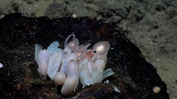 4 new species of deep-sea octopus discovered near Costa Rica - Vimarsana News