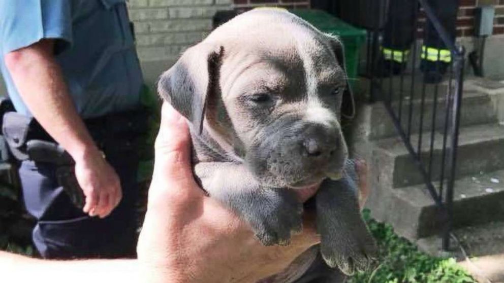 Firefighters rescue puppy from 20-foot pipe: VIDEO - ABC News