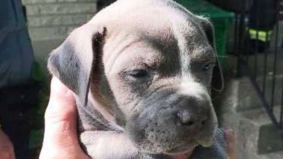 Firefighters in Ferguson, Missouri, saved a pup that fell 20 feet down into a pipe.