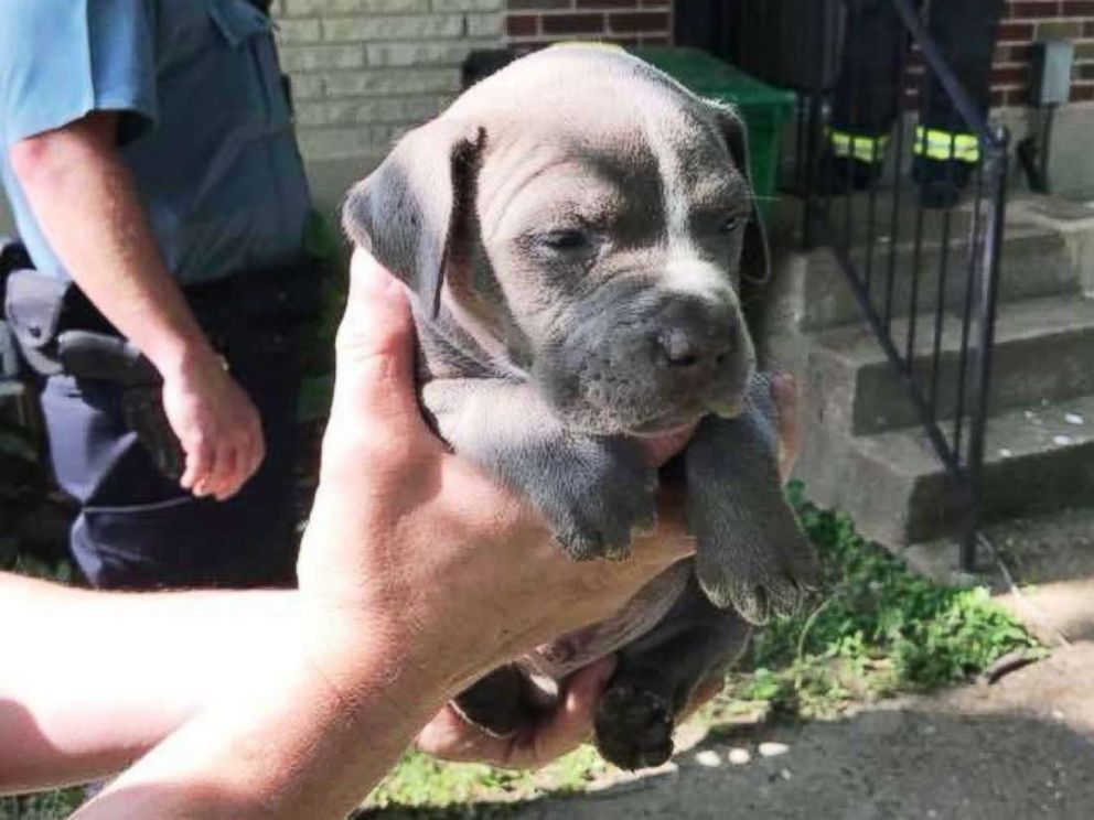 Firefighters in Ferguson, Missouri, saved a pup that fell 20 feet down into a pipe.