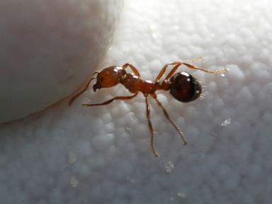 Officials battle 'highly aggressive' red imported fire ant infestation in California