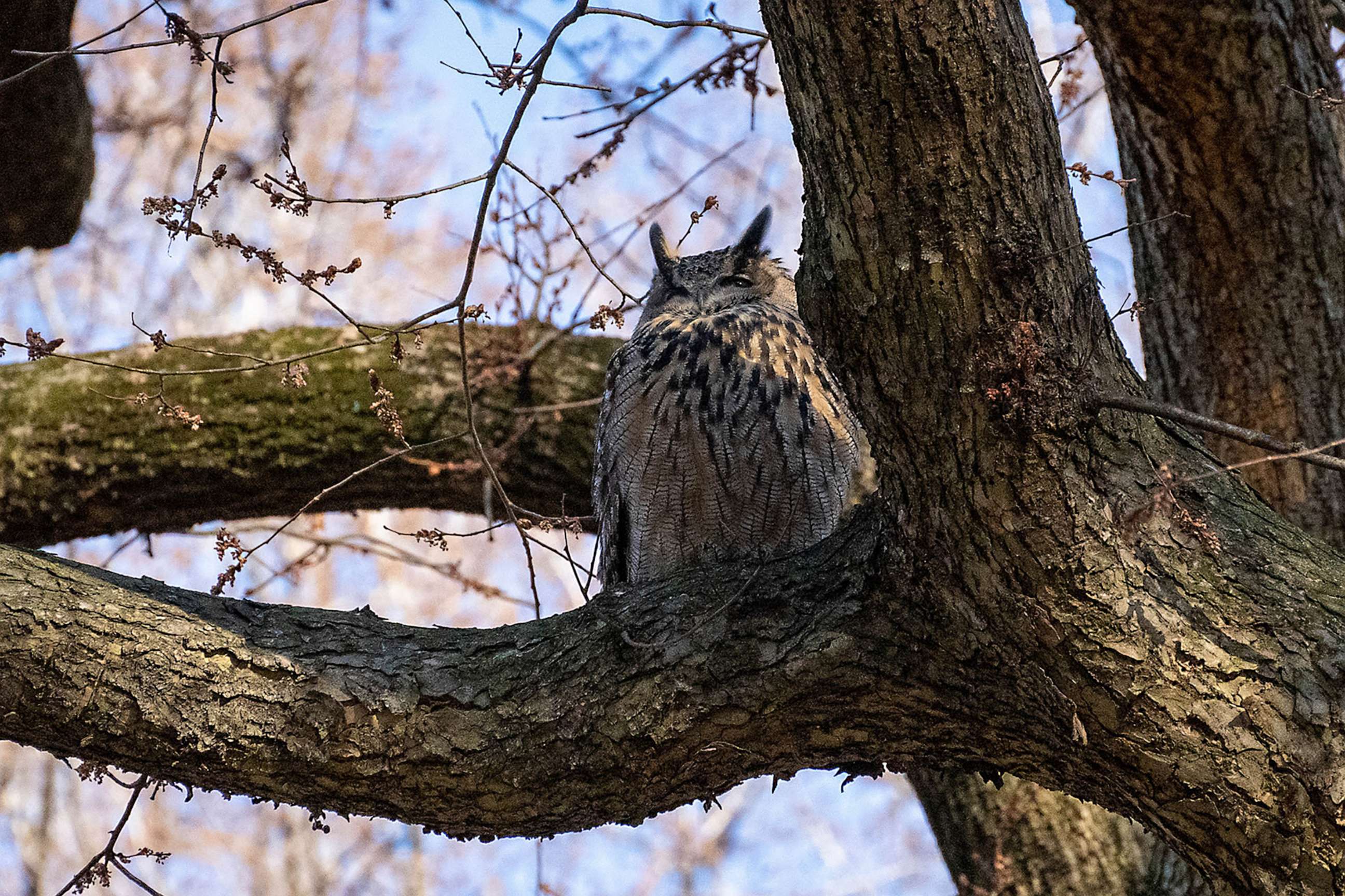 PHOTO: Flaco, the Eurasian eagle owl who escaped from his vandalized Central Park Zoo enclosure, seen on Feb. 18, 2023.