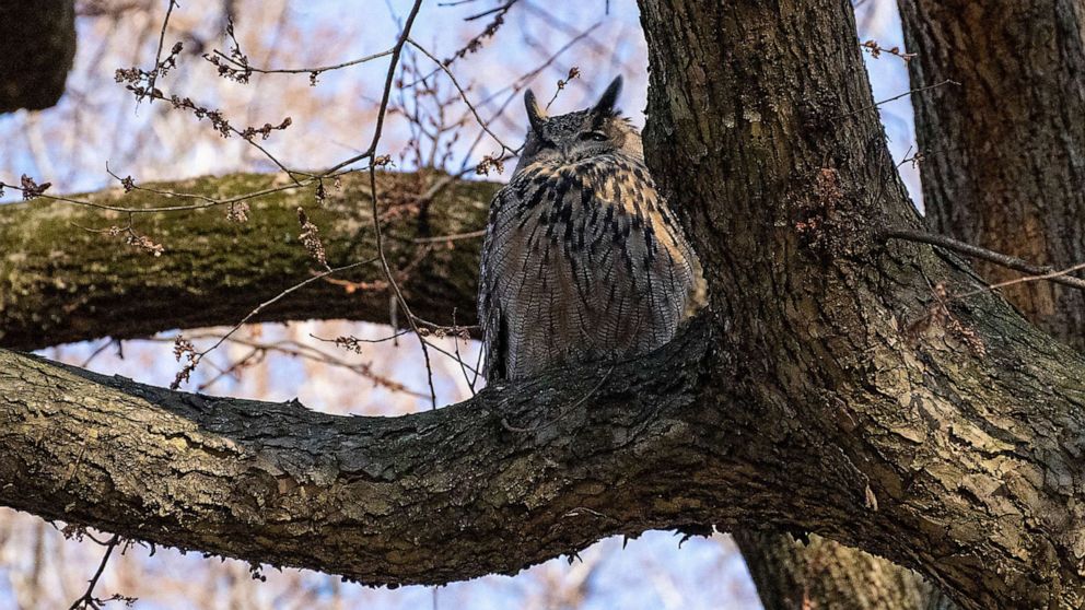 PHOTO: The Eurasian eagle owl was spotted perched in a tree near the zoo on Friday.