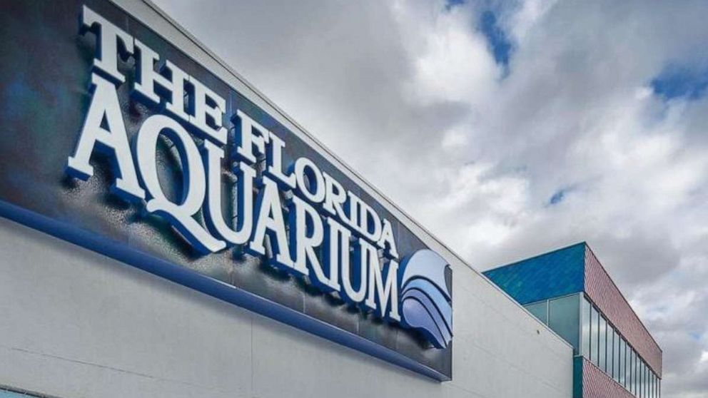 7 African penguins die at Florida aquarium, authorities say they may never know why
