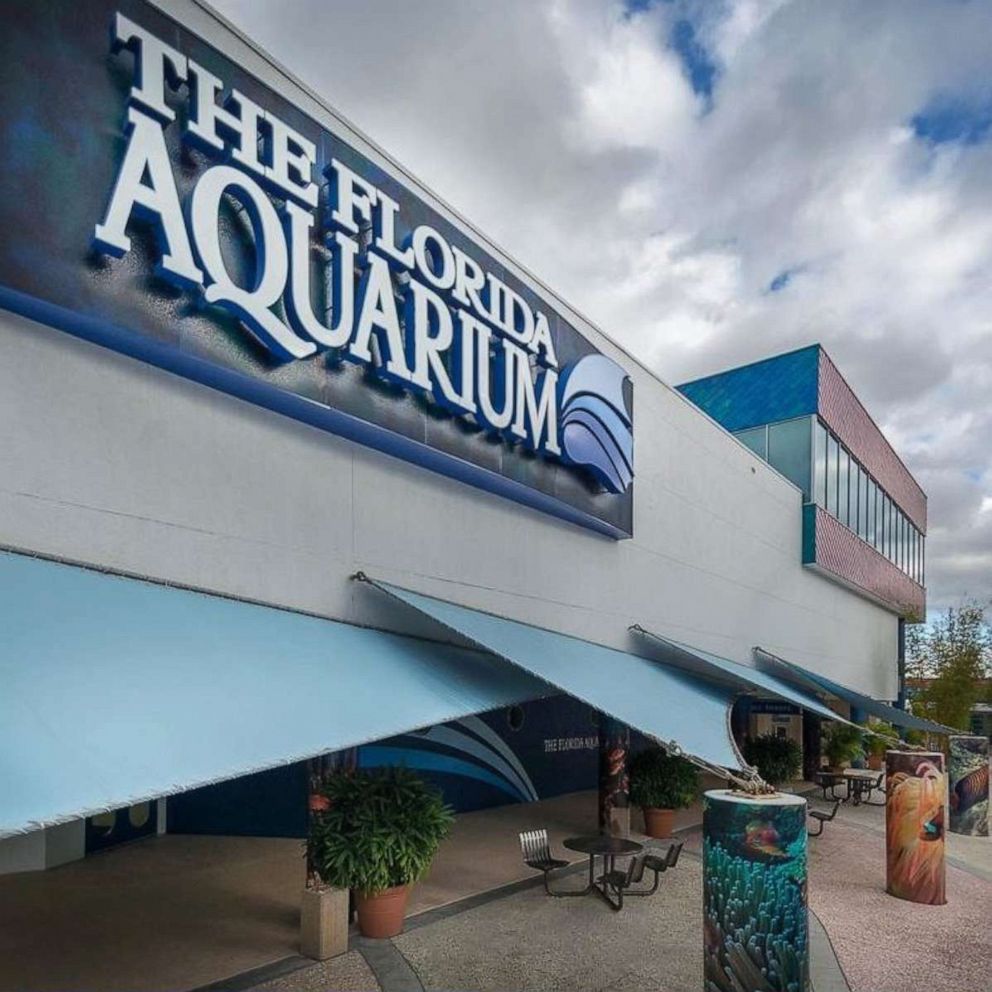 PHOTO: The Florida Aquarium in Tampa Bay, Florida, announced on Thursday, July 8, that seven of their penguins suddenly died and authorities, so far, have been unable to figure out the cause.  