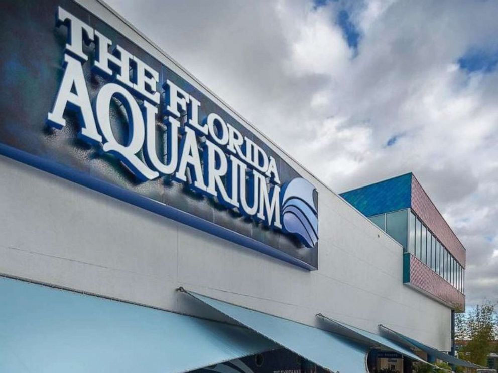 7 African Penguins Die At Florida Aquarium Authorities Say They May Never Know Why Abc News