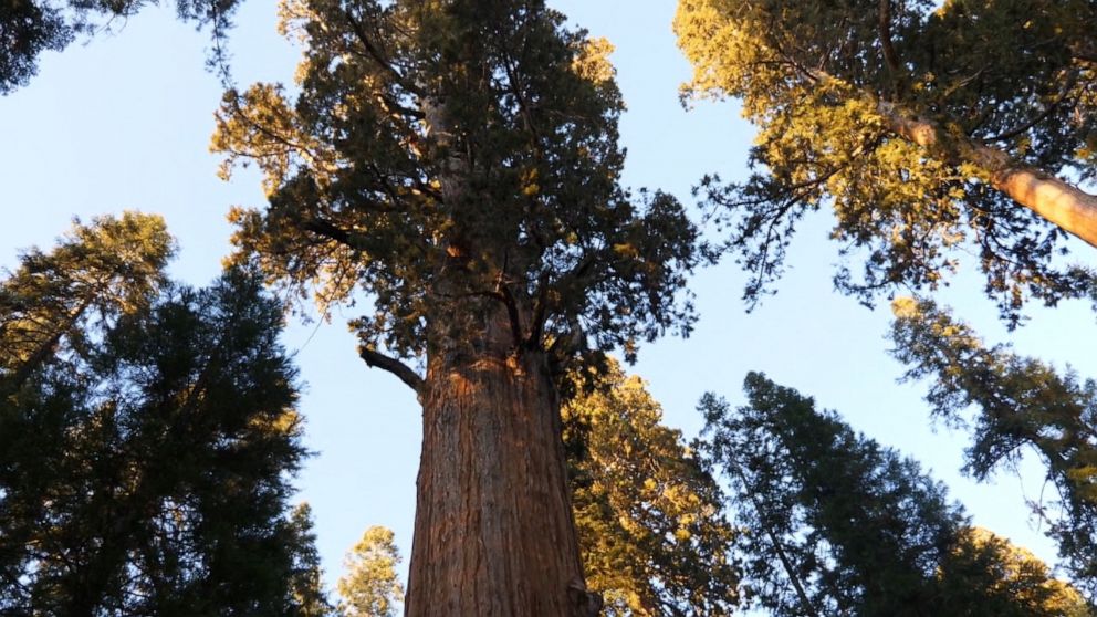 PHOTO: The General Sherman sequoia tree, which is 275 feet tall and over 36 feet wide, is the largest-known single stem tree by volume in the world.  
