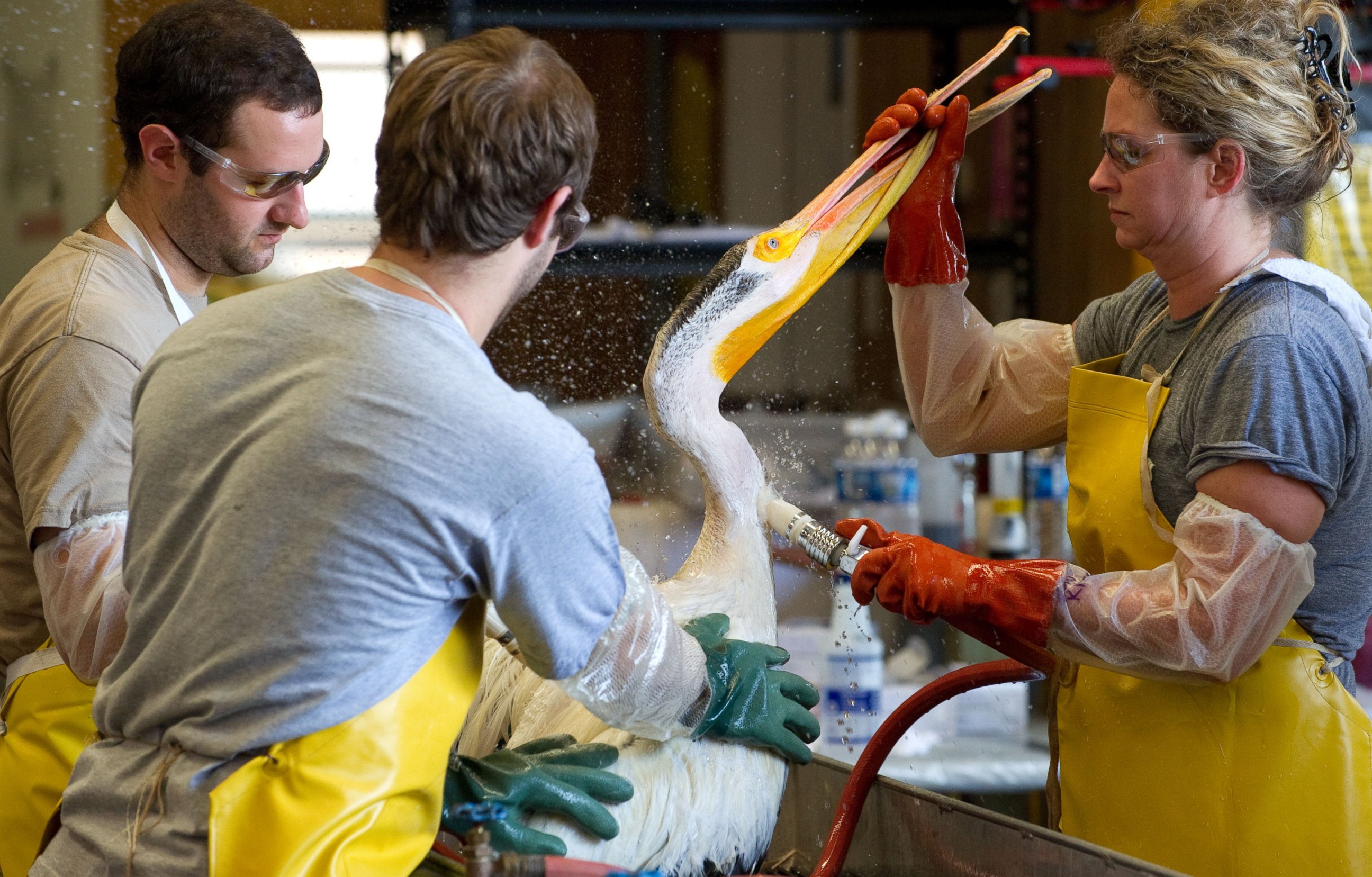PHOTO: Volunteers clean an oil covered white pelican found off the Louisiana coast and affected by the BP Deepwater Horizon oil spill in the Gulf of Mexico at the Fort Jackson Oiled Wildlife Rehabilitation Center in Buras, Louisiana, June 9, 2010. 