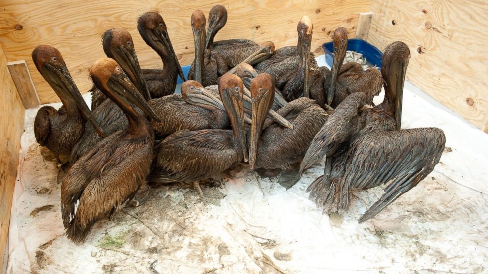 Oil covered brown pelicans found off the Louisiana coast and affected by the BP Deepwater Horizon oil spill in the Gulf of Mexico wait in a holding pen for cleaning at the Fort Jackson Oiled Wildlife Rehabilitation Center in Buras, Louisiana, June 9, 2010.
