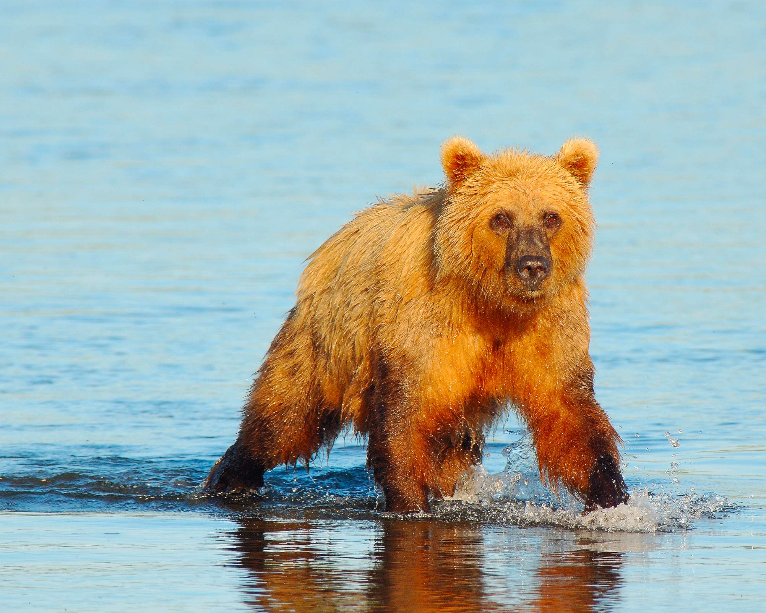 PHOTO: Alaskan coastal brown bear at Lake Clark National Park, Ala.. 