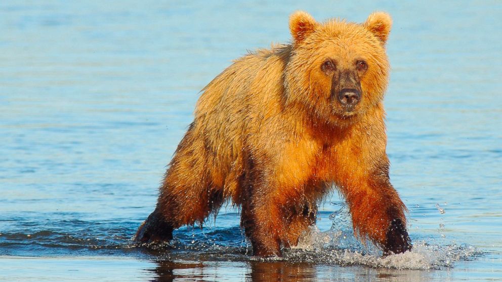 PHOTO: Alaskan coastal brown bear at Lake Clark National Park, Ala.. 