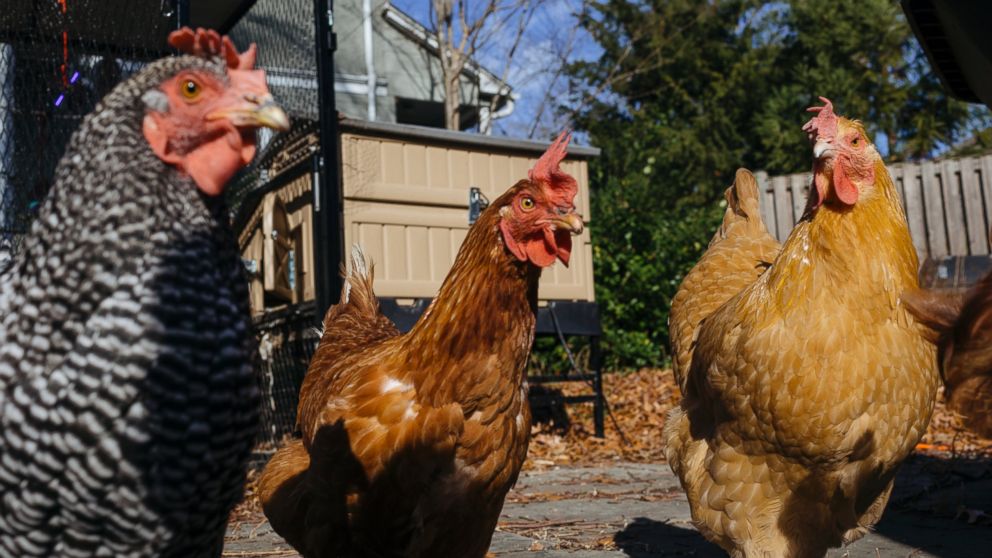 Backyard Chickens Could Soon Be Banned In The Nation S Capital