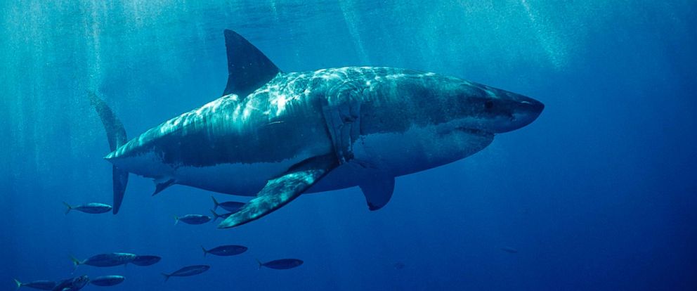 Growing Concerns Over Great White Shark Boom Off Cape Cod - Abc News