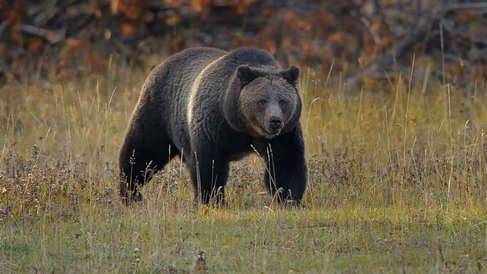 Các Biện Pháp Bảo Tồn Grizzly Bear Tại Yosemite