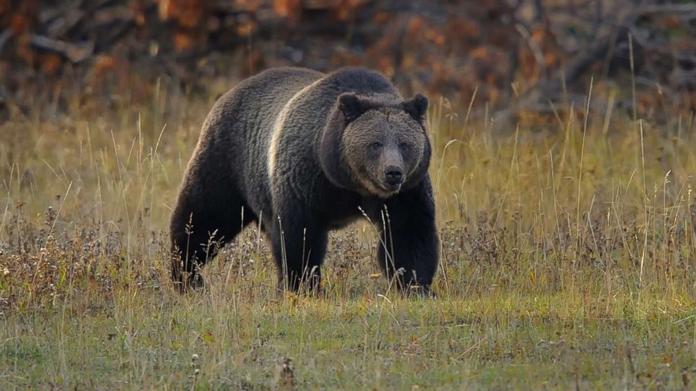 A grizzly bear is pictured in this undated stock photo.