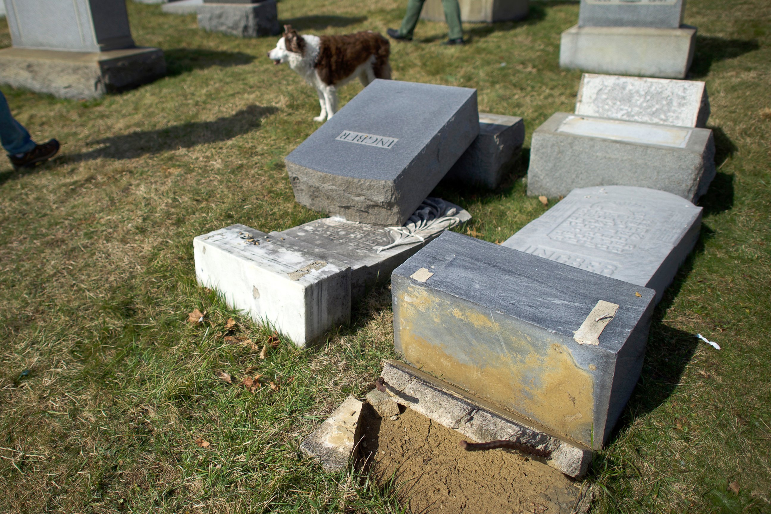 PHOTO: A dog walks past vandalized Jewish tombstones at Mount Carmel Cemetery, Feb. 27, 2017, in Philadelphia, Pennsylvania.
