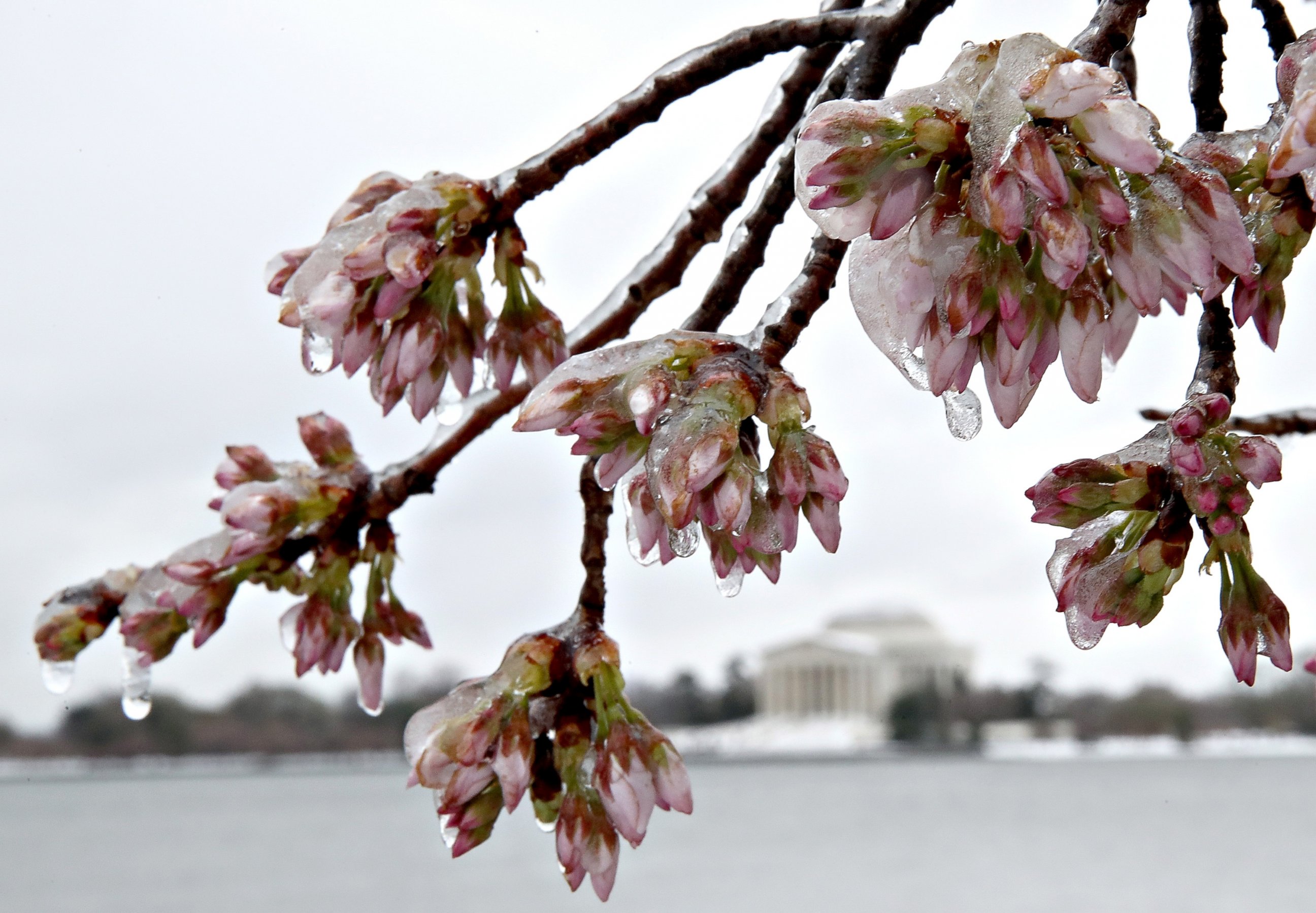 PHOTO: Ice covers cherry blossoms near the Jefferson Memorial, in background, after a snow and ice storm hit the nation's capital, March 14, 2017, in Washington. The east coast of the U.S. was hit with a late season winter storm.  