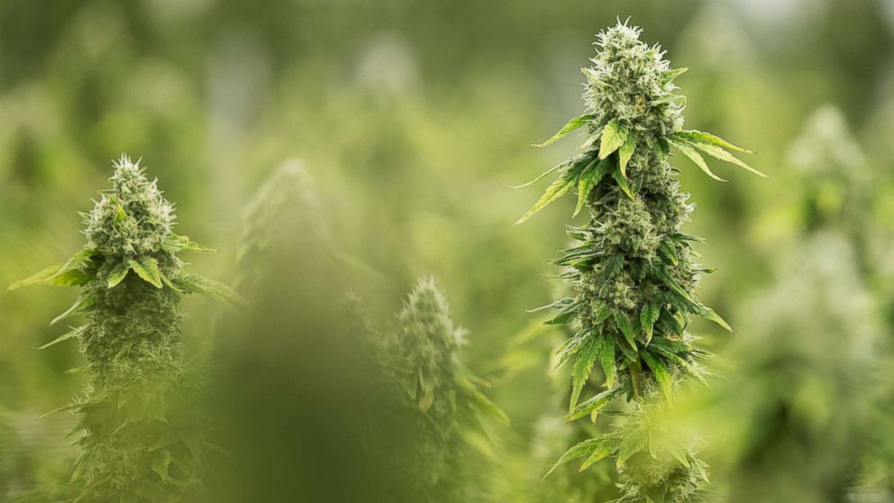 Flowering medicinal marijuana plants in Smith Falls, Ontario, Dec. 5, 2016. 