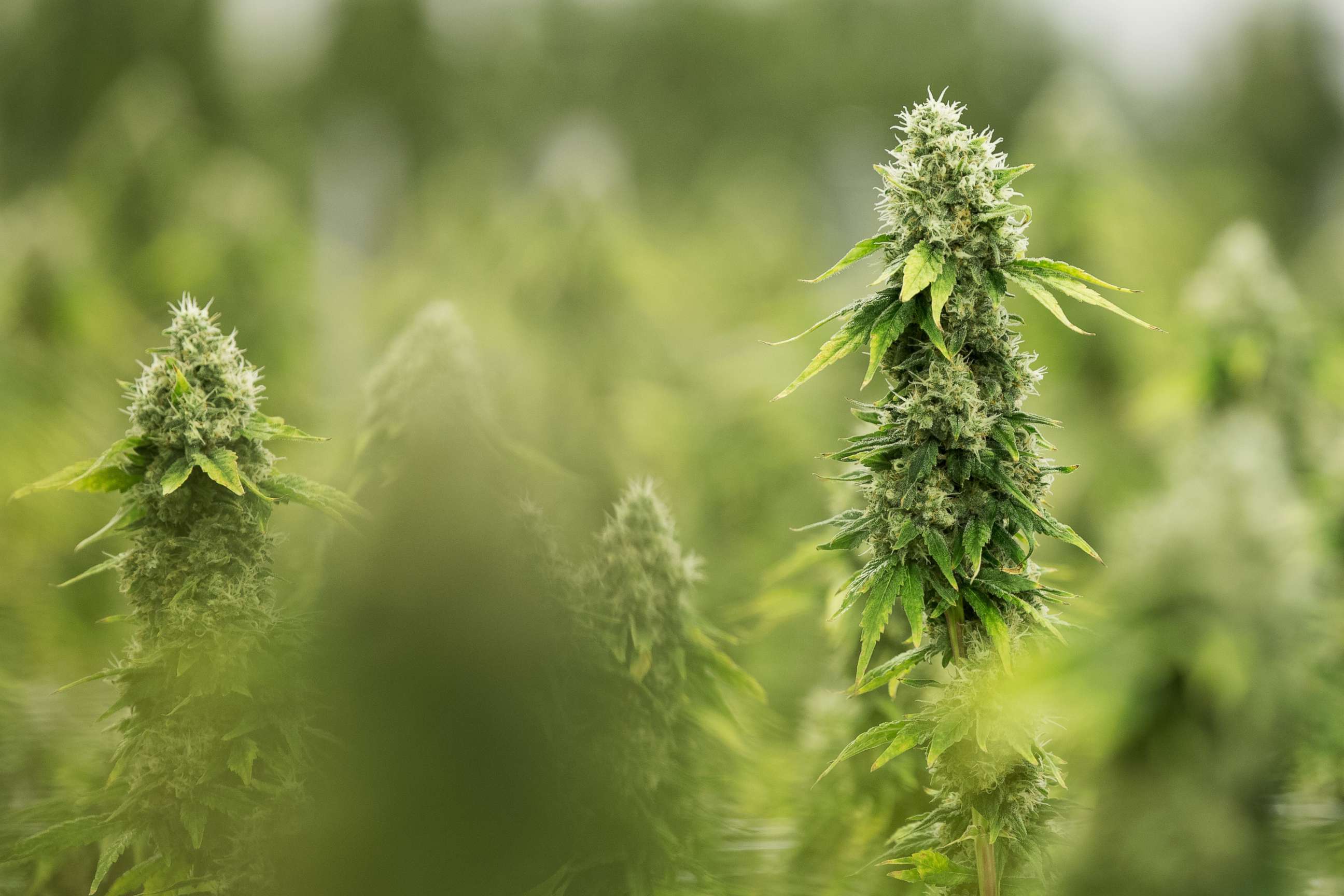 PHOTO: Flowering medicinal marijuana plants in Smith Falls, Ontario, Dec. 5, 2016. 