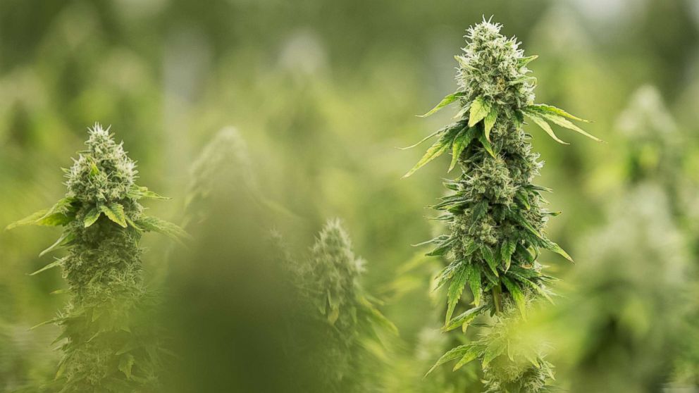 Flowering medicinal marijuana plants in Smith Falls, Ontario, Dec. 5, 2016.