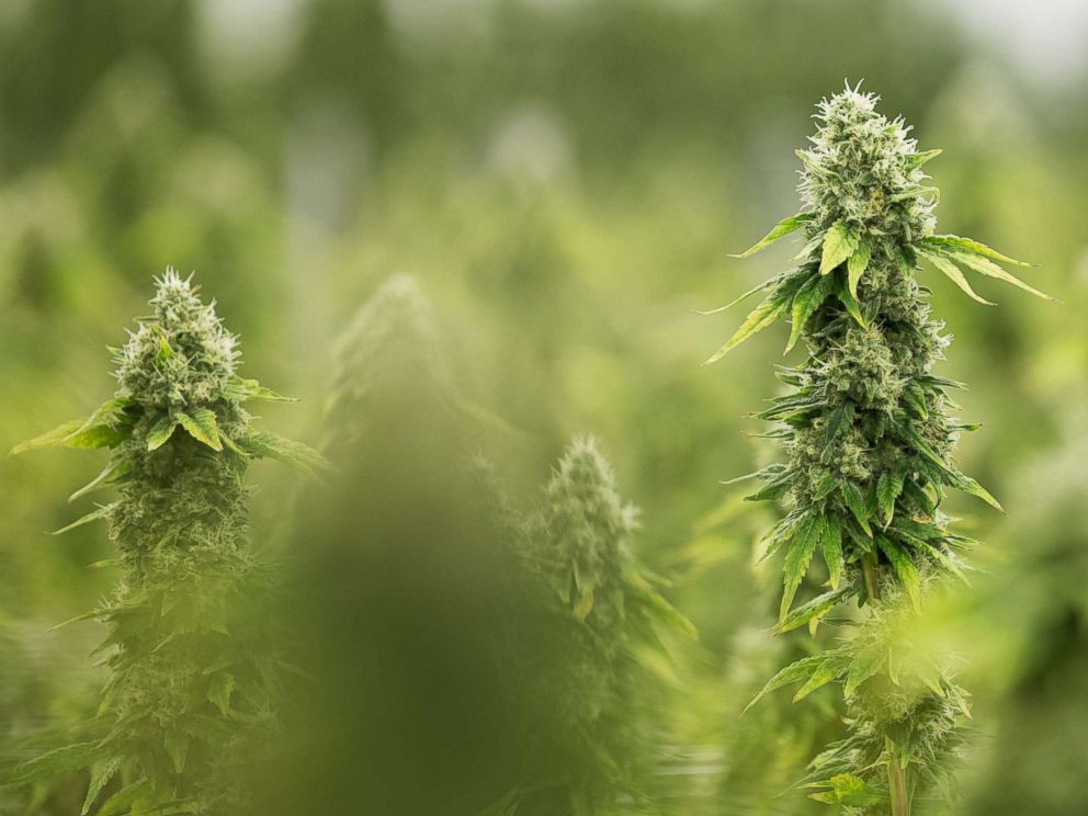 PHOTO: Flowering medicinal marijuana plants in Smith Falls, Ontario, Dec. 5, 2016.