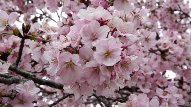 DC celebrates spring and cherry blossoms in annual festival - ABC News