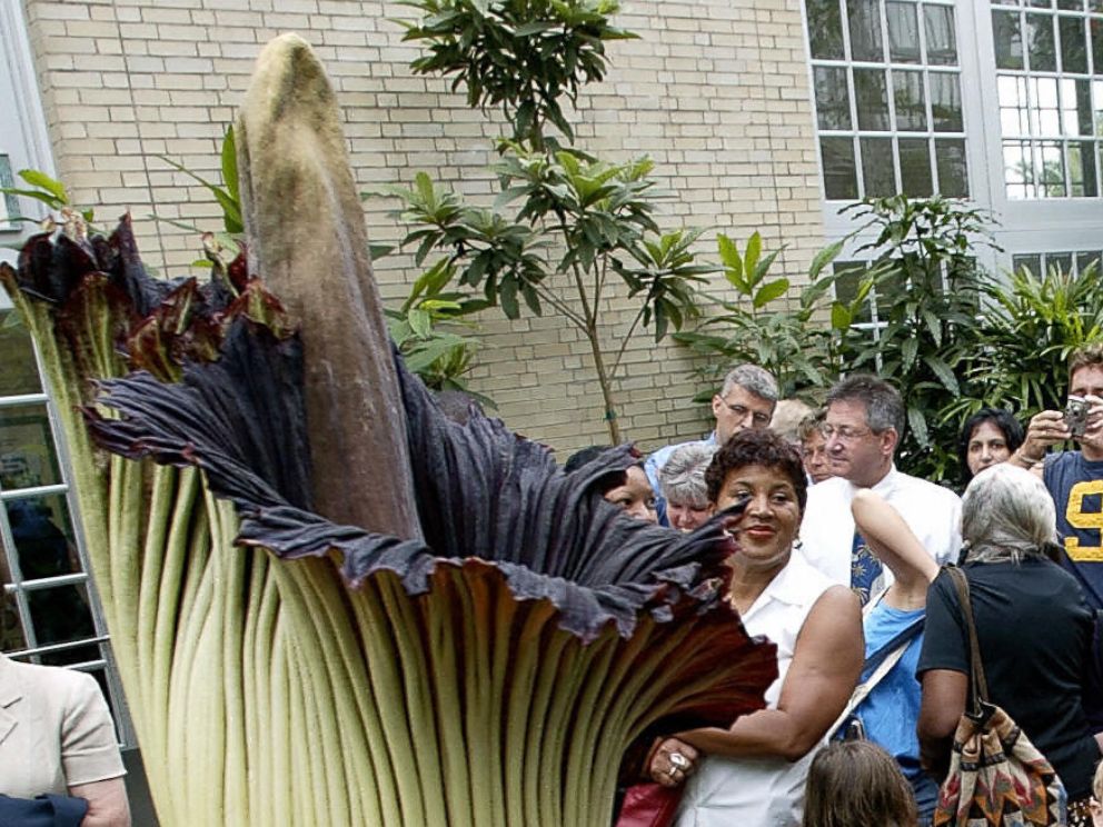PHOTO:  Visitors look at the Titan Arum plant at the US Botanic Garden near the US Capitol in Washington, July 23, 2003. 