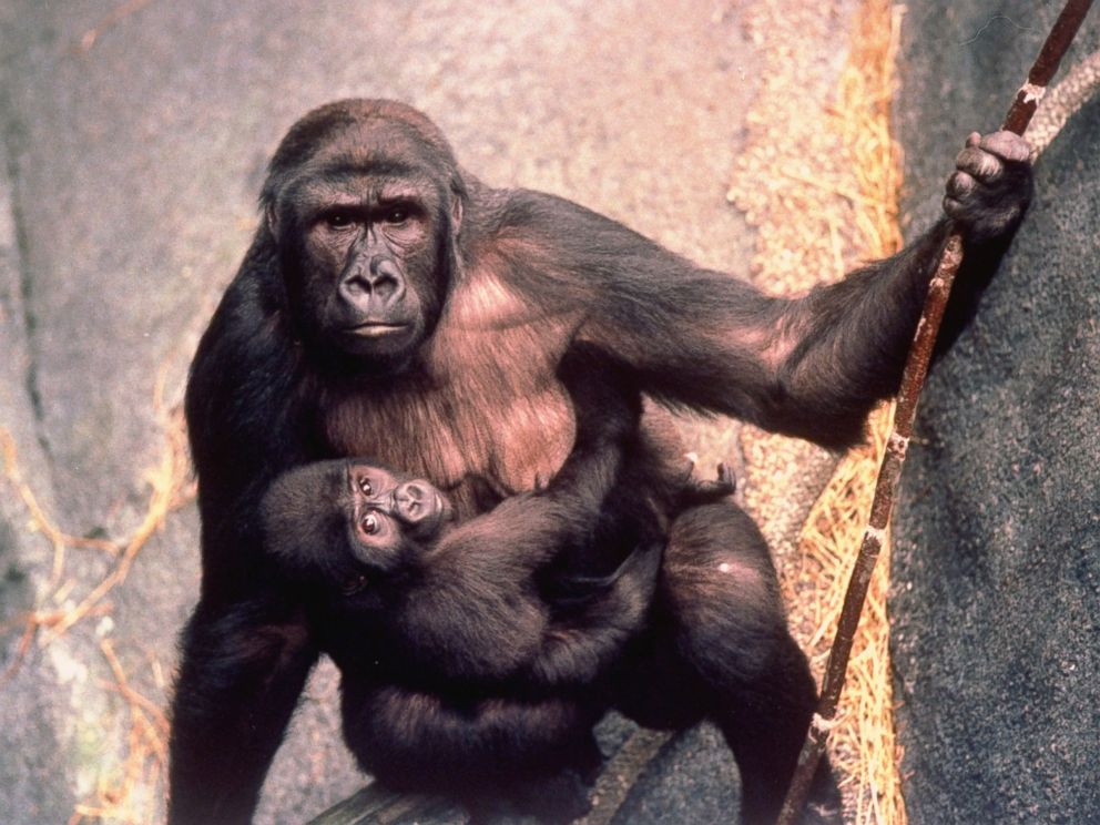 PHOTO: 17-mo-old baby mountain gorilla Koola hanging from mother Binti Jua, who rescued unconscious 3-yr-old boy after he fell into gorilla habitat, at Brookfield zoo.