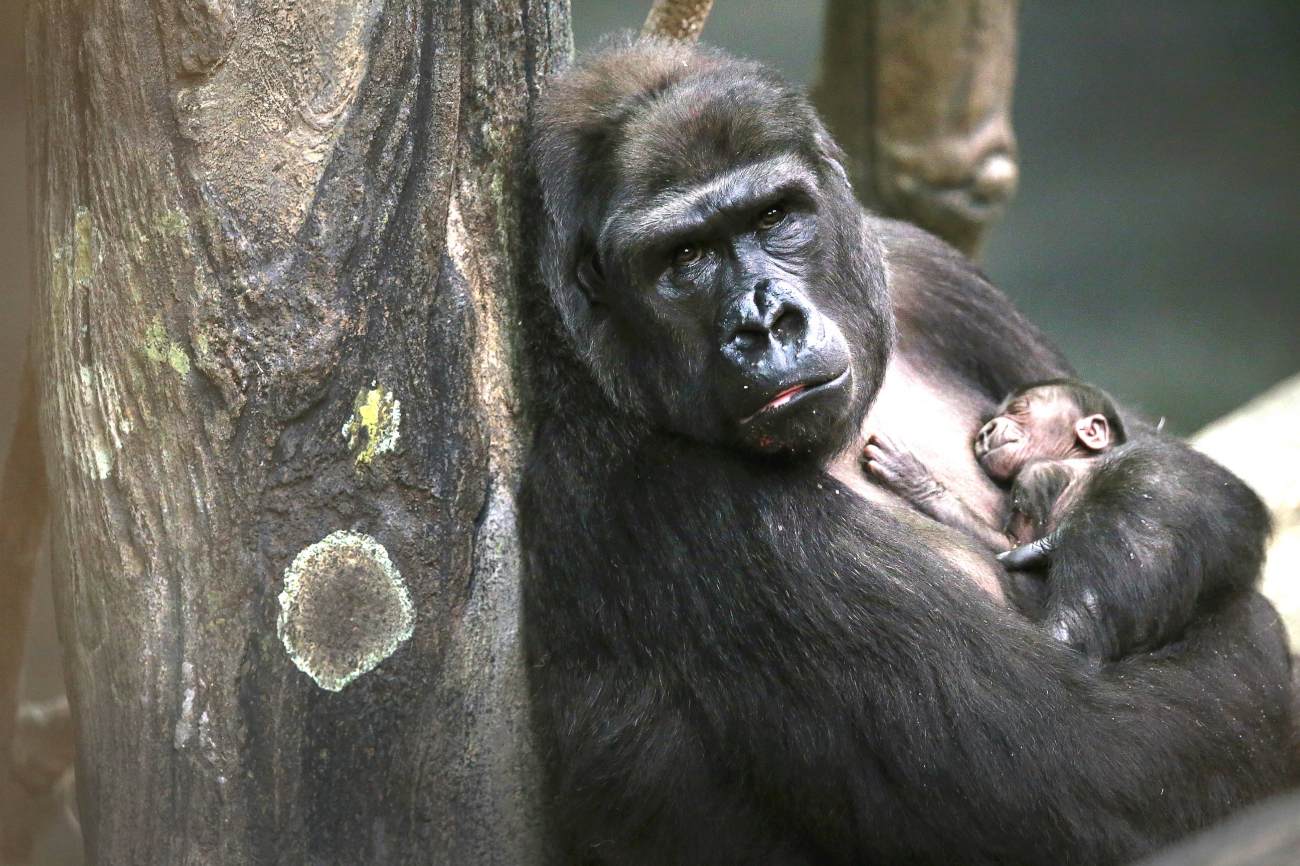 PHOTO: Koola, an 18-year-old western lowland gorilla holds her newborn infant, Nora, in her enclosure at Brookfield Zoo on Nov. 6, 2013 in Brookfield, Ill.