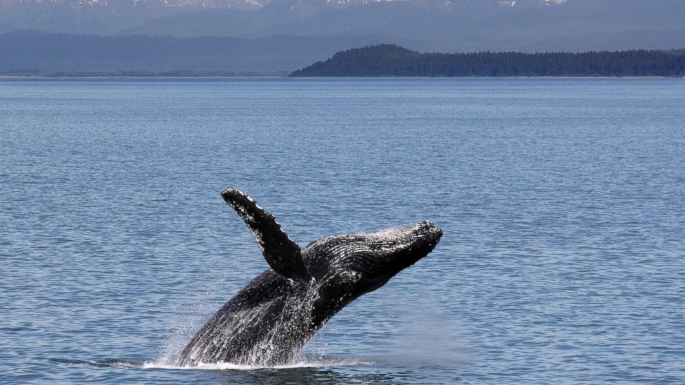 The Mystery of Alaska's Disappearing Whales