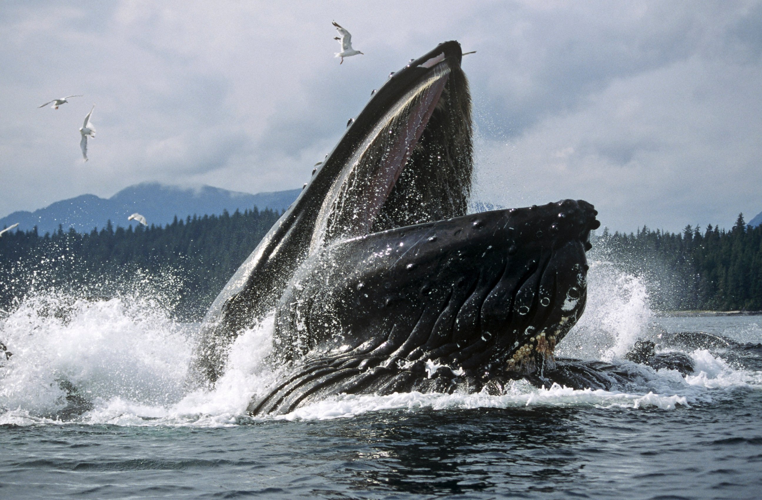 PHOTO: An undated photo of Humpback Whales feeding in the Chatham Straits, South East Alaska. 
