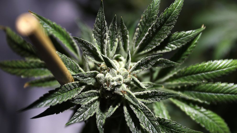 DEA Denies Petitions To Reclassify Marijuana As Less Dangerous Drug ...