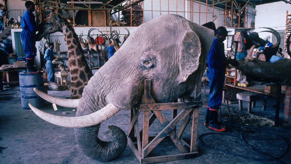 This undated stock photo shows an elephant head with ivory tusks and other hunting trophies in a taxidermy store in Bulawayo, Zimbabwe.