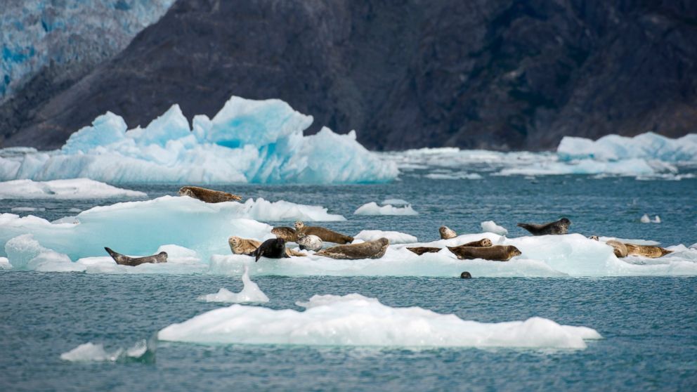 PHOTO: Harbor seals rest on icebergs from the LeConte Glacier and are drifting in LeConte Bay, Tongass National Forest in Alaska, Aug. 23, 2013.
