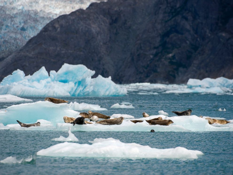 PHOTO: Harbor seals rest on icebergs from the LeConte Glacier and are drifting in LeConte Bay, Tongass National Forest in Alaska, Aug. 23, 2013.
