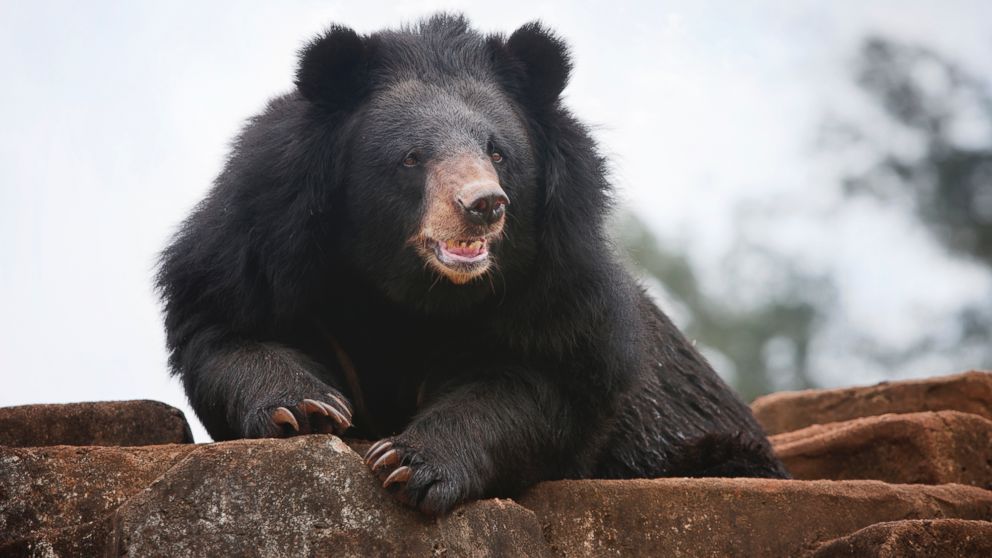 Black bears like this one, seen in an undated file photo, attacked a Florida woman.